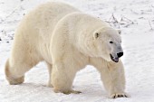 Large male bear walking on the snowy tundra