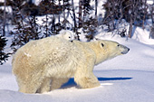 Little polar bear cub riding on its mom's back