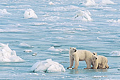 Polar bear family walking on ice