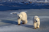 Twin polar bear cubs walking on the ice