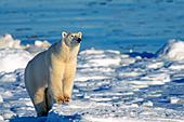 Polar bear watching the horizon for another bear