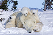 Polar bear mom & triplet cubs