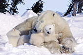 Polar bear mom & triplet cubs