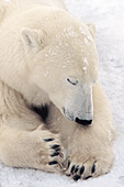 Polar bear resting in the snow