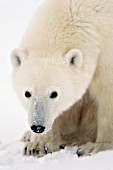 Curious polar bear cub
