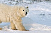 Curious polar bear cub