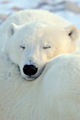 Polar bear cub resting on its mom's back