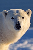 Curious polar bear