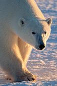 Polar bear walking on the ice