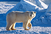 Polar bear walking on the frozen sea with pressure ridges behind