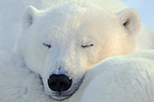 Polar bear cub resting on its mom's back