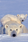 Polar bear cub lying on top of its mom
