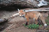 Red fox kit
