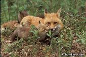 Fox kit greeting its mother