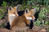 Two fox kits at the den entrance