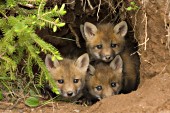 3 fox pups in their den