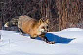 Adult fox running in snow