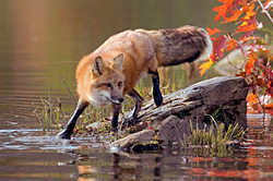 Foxes & Coyotes