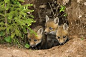 3 fox pups peeking out of their den