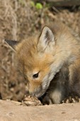 Curious fox pup investigating a toad