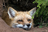 Adult fox resting in its den