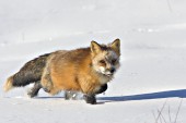Red fox running in deep snow