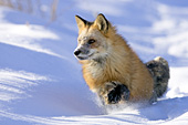 Red fox running in deep snow