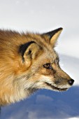 Red fox portrait (winter)