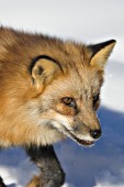 Red fox portrait (winter)