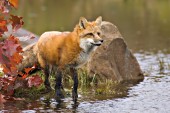 Fox and autumn leaves at the edge of a pond