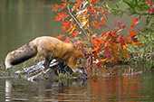 Fox on a rock at the edge of a pond (autumn)