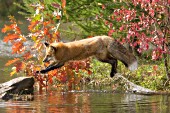 Fox jumping over water (autumn)