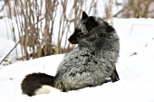 Silver fox in snow