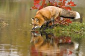 Red fox and reflection