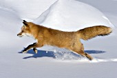 Red fox running in snow