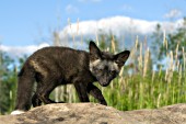 Black fox pup