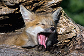 Yawning fox pup