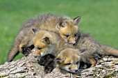 3 fox pups climbing on a log