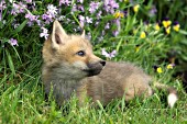 Fox pup and spring flowers