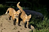 Pair of fox pups playing on a large boulder
