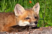 Red fox kit resting its head on a log