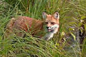 Red fox in spring marsh