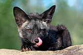 Silver fox pup licking its nose