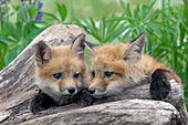 Two fox pups playing on a log