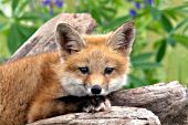 Fox pup resting on a log