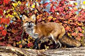 Red fox in autumn foliage