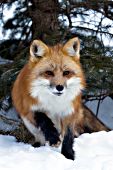 Adult fox in snow