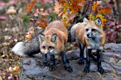 Pair of foxes standing on a large boulder