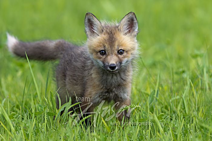 Red fox pup in a spring meadow