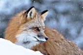 Snow falling on a fox while it rests in a clearing